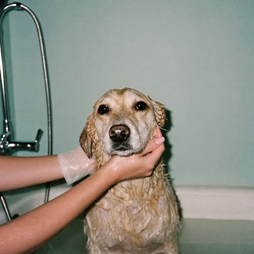A dog being rinsed during a bath